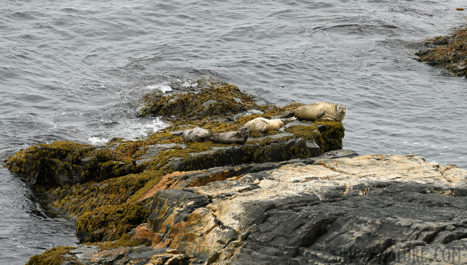 Phoca vitulina concolor [400 mm, 1/1000 Sek. bei f / 8.0, ISO 1600]